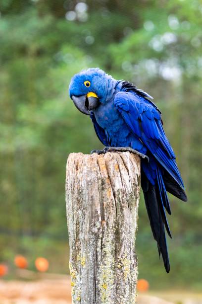 istock view of hyacinth macaw bird 1280941743