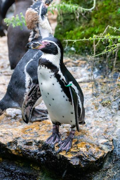 istock view of penguin in zoologic park 1280942317