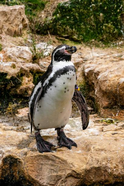 istock view of penguin in zoologic park 1280942318