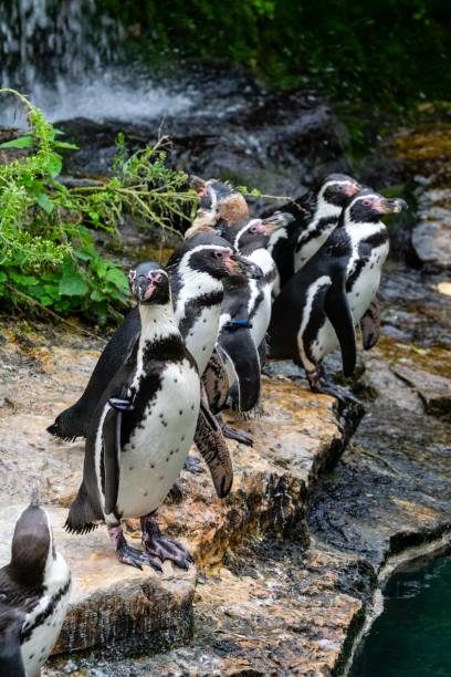 istock view of penguin in zoologic park 1280942366