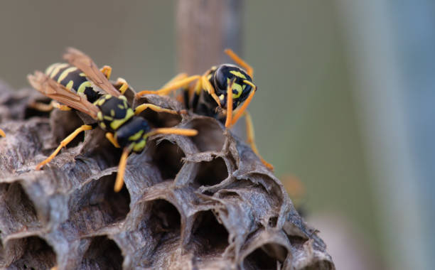 istock Paper wasps on nest, ultra close up 1280942388