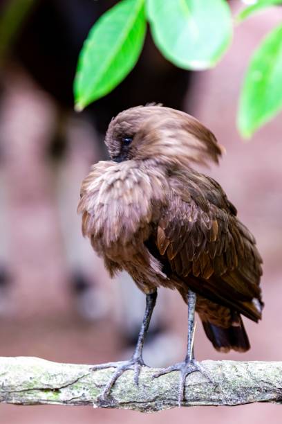 istock portrait of african umbrella on a branch 1280942425
