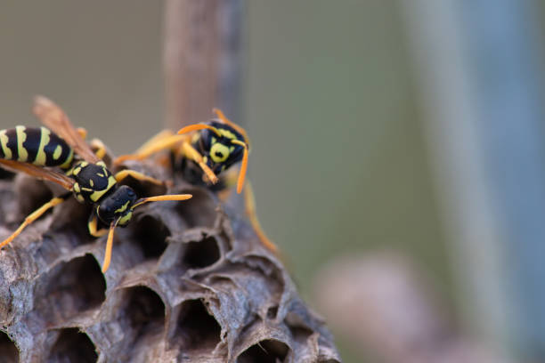 istock Paper wasps on nest, ultra close up 1280942460