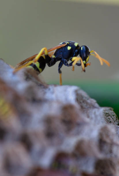 istock Paper wasps on nest, ultra close up 1280942478