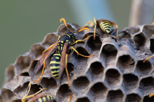 Paper wasps on nest, ultra close up
