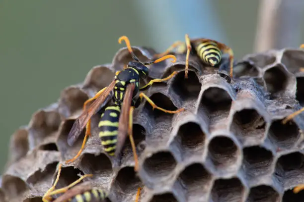 Photo of Paper wasps on nest, ultra close up