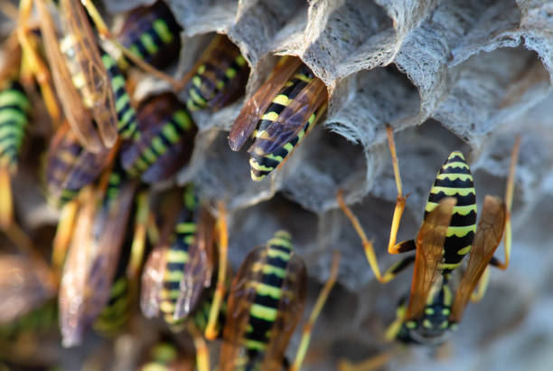 istock Paper wasps on nest, ultra close up 1280942898