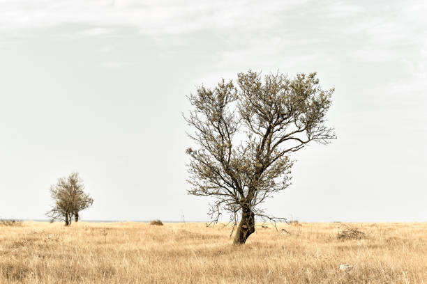 Landscape with beautiful abstract trees in dry arid area with dry grass in Crimea. White gray cloudy sky