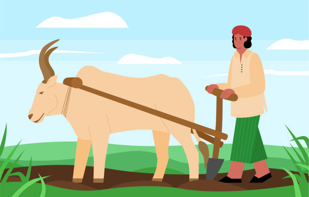 ilustrações, clipart, desenhos animados e ícones de ilustração vetorial de um campo de arado agricultor indiano com um búfalo aproveitado - oxen yoke