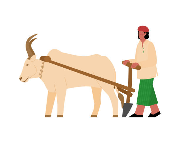인도 농부 쟁기 장과 하네스 버팔로 벡터 그림 - oxen yoke stock illustrations