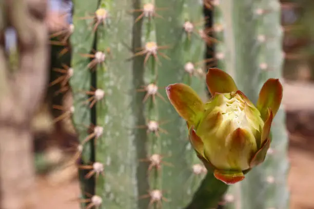 Photo of Cactus in bloom in nature