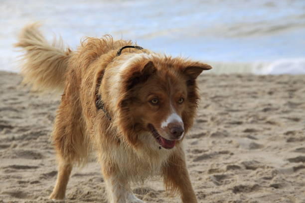 istock A dog on the beach wanting to play 1280944039