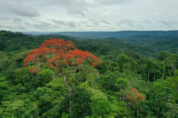 Photo of Aerial view of a tropical rainforest on a cloudy day with a large tree covered in red flowers in the foreground