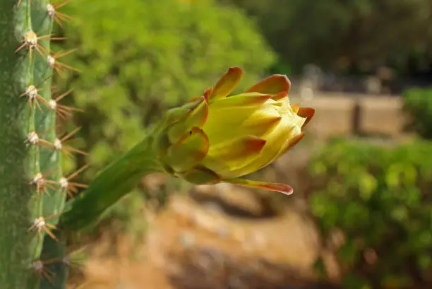 Photo of White flower of cactus