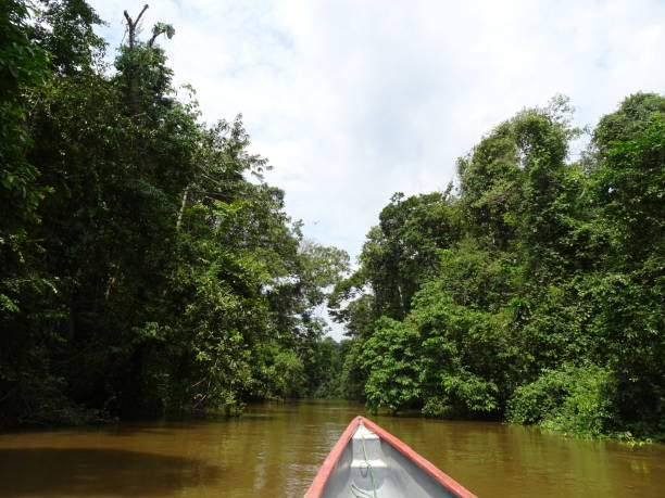 istock A canoe that is going through thick tropical rainforest over a broad brown river 1280945127
