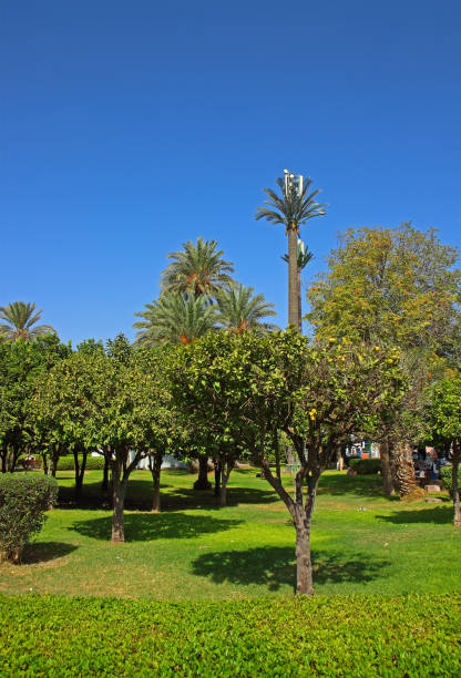 istock Summer oriental garden in Morocco 1280945231