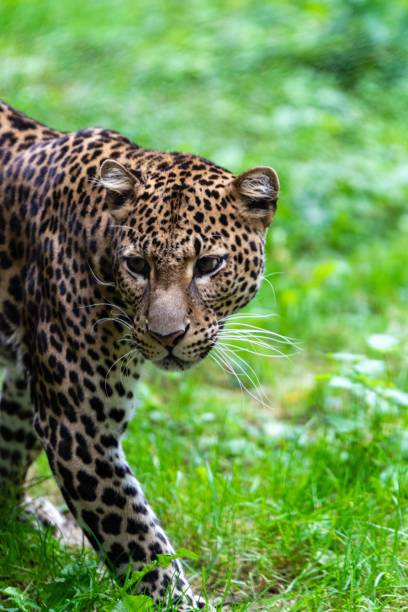 istock portrait of leopard in the grass 1280946251