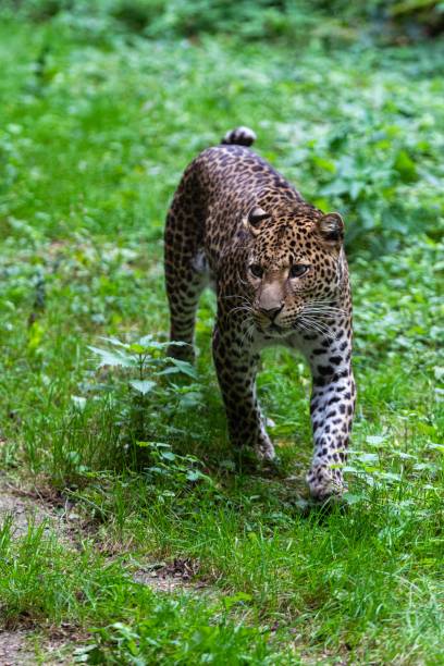 istock portrait of leopard in the grass 1280946267