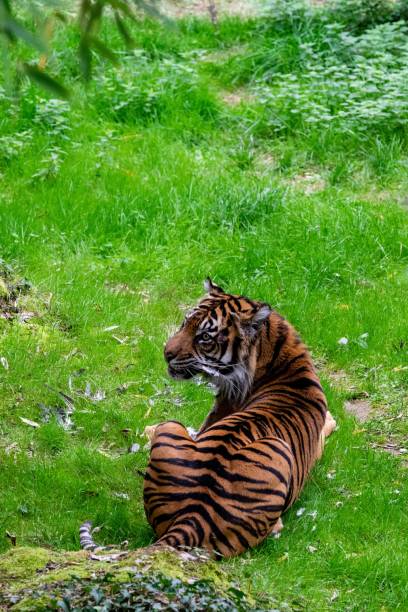 istock portrait of tiger in the grass 1280946479