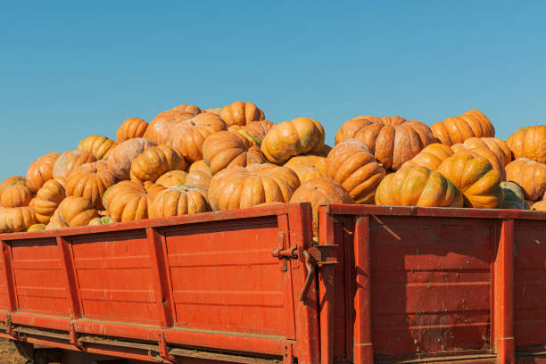 istock Common pumpkin and giant pumpkin 1280946533