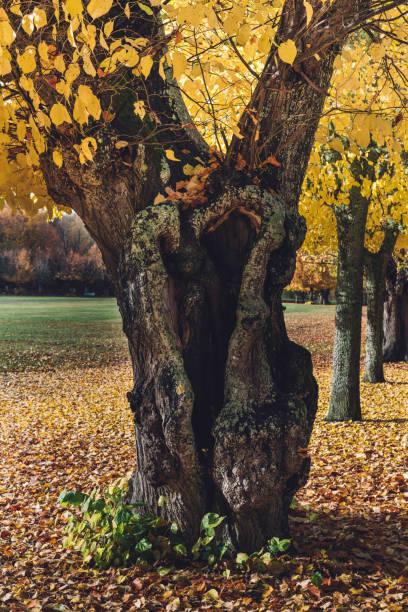 istock Autumn color landscape 1280947778