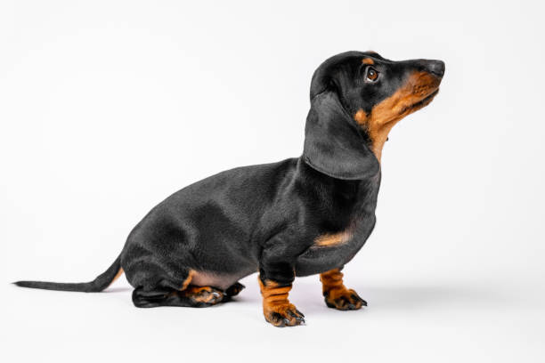 istock Curious dachshund puppy sits posing on white background and watching something with interest, copy space. Baby dog listens carefully to handler during training 1280948007