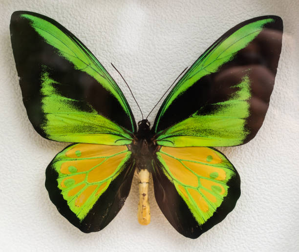 istock Collection of herbarium butterflies on a white background in frame. 1280948628