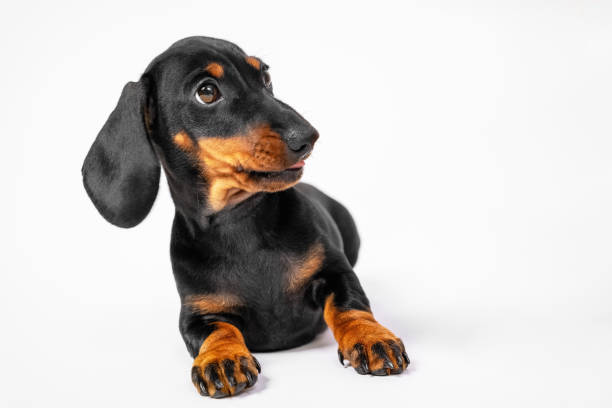 cute dachshund puppy looks at something with surprise or suspicion, white background, copy space. guilty baby dog listens attentively to moralizing of owner or handler - attentively imagens e fotografias de stock