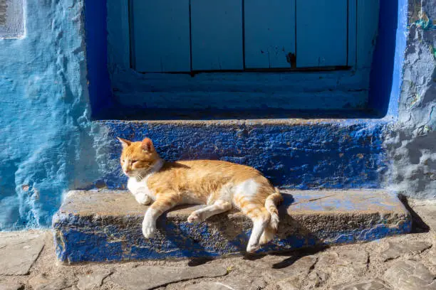 Photo of Red cat is relaxing on the doorstep of the house. Cat resting in the sun at Chefchaouen town, Morocco