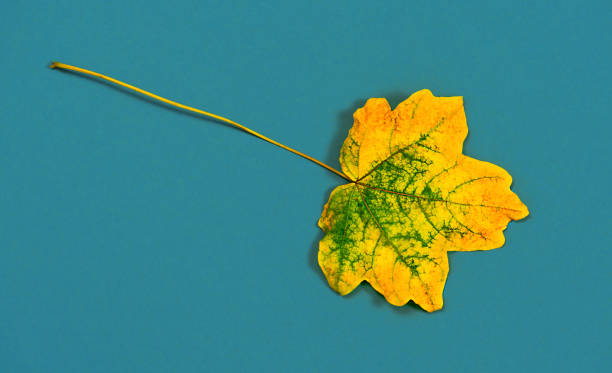 istock Autumn leaves on a blue background. 1280950285