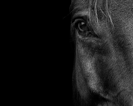 Close up portrait of a magnificent horse stands in the barn