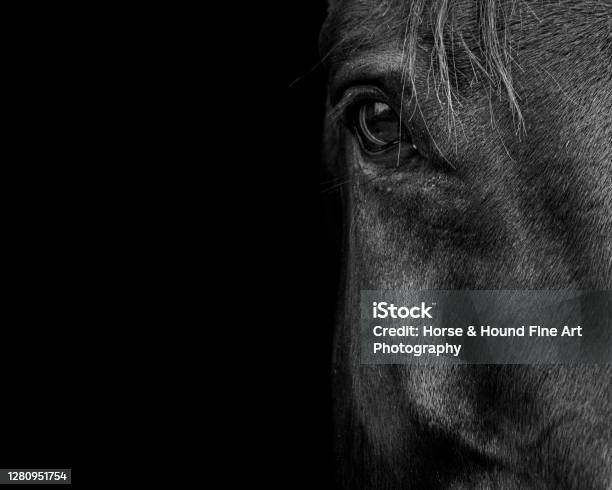 Horse Stock Photo - Download Image Now - Horse, Black Color, Black And White