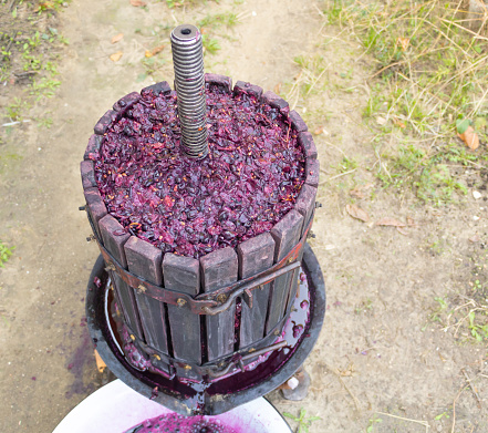 Wine grape squeezer full with wine material. How to make wine at home.