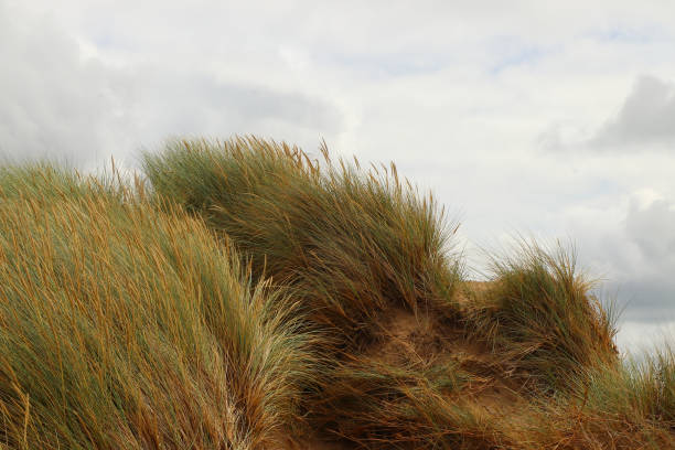 istock In the dunes around Saunton sands 1280953155