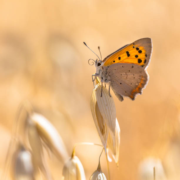 small copper cereal field - small copper butterfly imagens e fotografias de stock