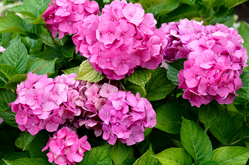 Beautiful pink hydrangea with inflorescences and green leaves