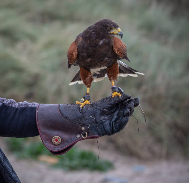 istock Harris hawk perched on a gloved hand of a trainer eating raw meat 1280954677
