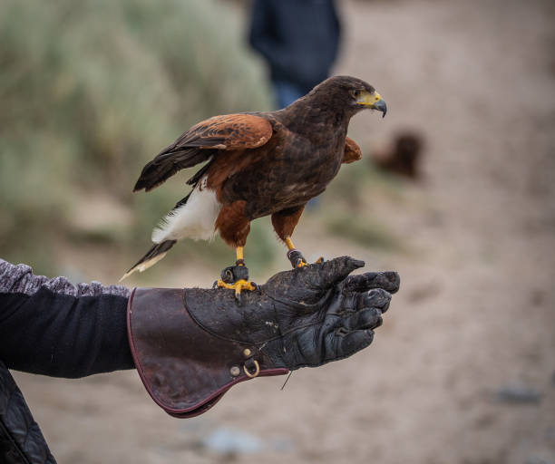 harris falke thront auf einer handgeliebten hand eines trainers, der rohes fleisch isst - harris hawk hawk bird of prey bird stock-fotos und bilder