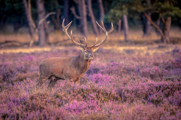 männliche rotwild in heideland - forest deer stag male animal stock-fotos und bilder