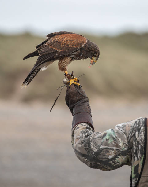 harris falke thront auf einer handgeliebten hand eines trainers, der rohes fleisch isst - harris hawk hawk bird of prey bird stock-fotos und bilder