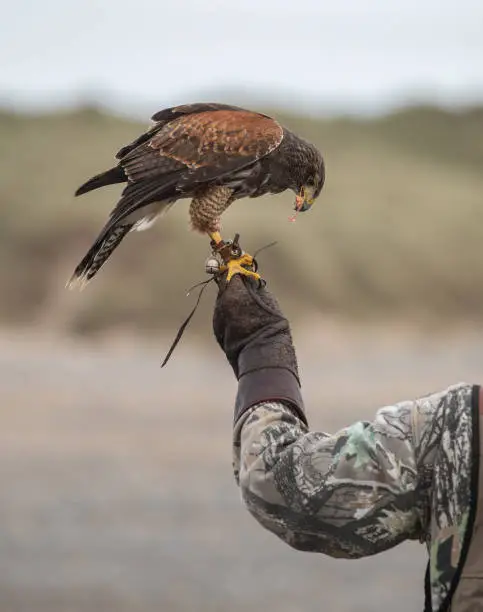 Harris hawk perched on a gloved hand of a trainer eating raw meat