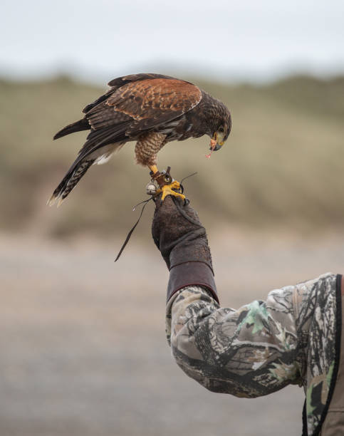 harris falcão empoleirado em uma mão enluvada de um treinador comendo carne crua - falconry glove - fotografias e filmes do acervo