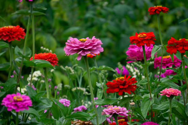 istock Flower Bed with multicolored Zinnia flowers and asters. 1280955094