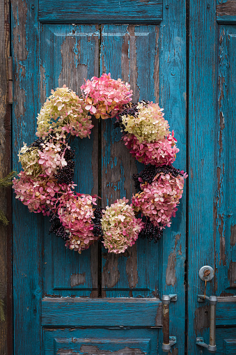 An autumn wreath of faded hydrangea flowers hanging on a blue, rough painted wooden barn door, a rustic, shabby chic concept