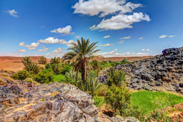 Timimun, Algeria - 04 Nov 2011: The date palm tree in Timimun abandoned city in Sahara desert, Algeria