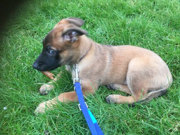 istock Malinois puppy lies in the grass 1280956443