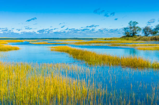 Salt Marsh Pictures | Download Free Images on Unsplash