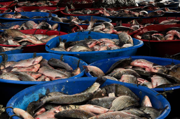istock fishing industry, fresh fish, fishery 1280957424