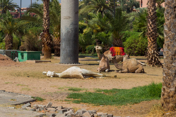 Resting Camels in Marrakesh city, Morocco, North Africa.