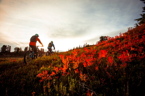 Mountain bikers riding through alpine covered in red color in autumn. Bike packing in BC alpine in fall. garibaldi park stock pictures, royalty-free photos & images